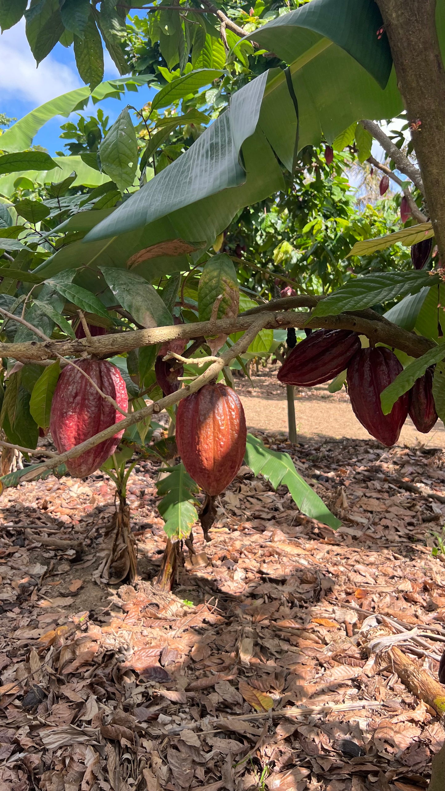 Fève de cacao non torréfiées