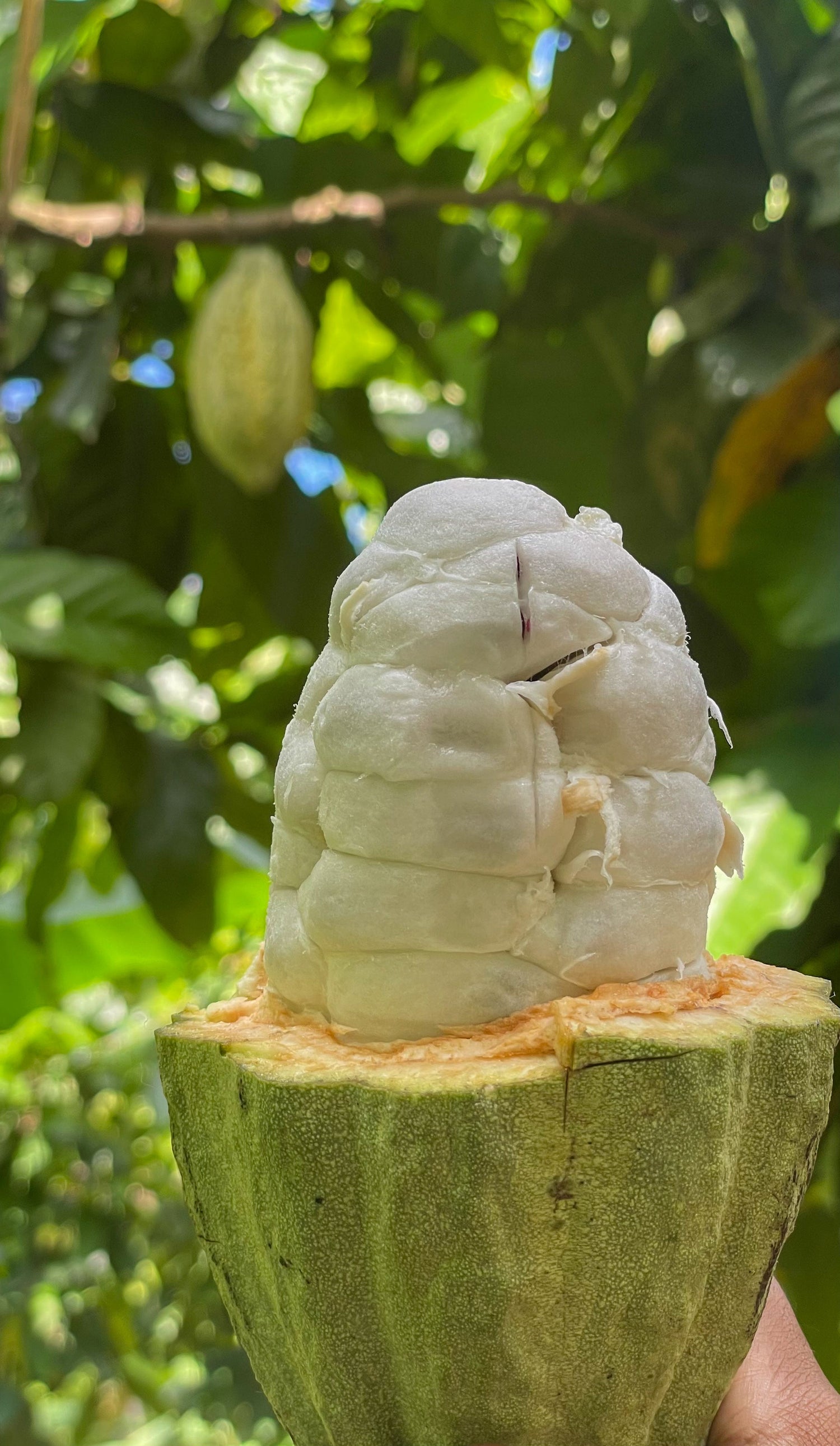 Fèves de Cacao