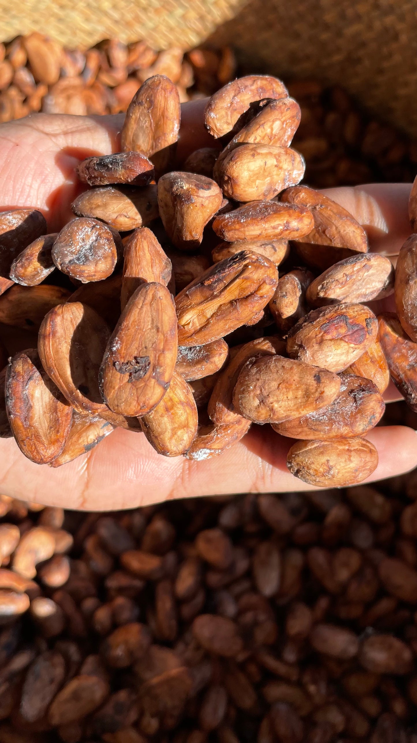 Fève de cacao non torréfiées